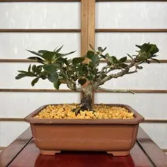 小品盆栽　皐月　超極太　究極の逸品！　大幅値下げ早いもの勝ち メルカリ