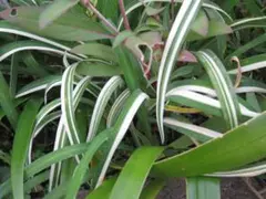 斑入りヤブカンゾウ　ポット発送　植えたままで増えます　丈夫な植物のサムネイル
