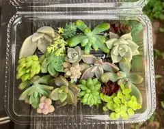 多肉植物　カット苗　寄せ植えに☆のサムネイル