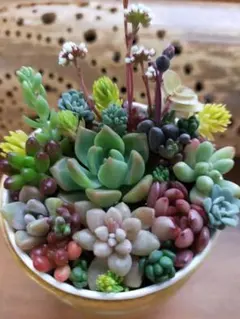 多肉植物セダムそのまま飾れる1セット。
