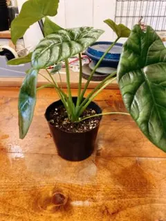 2025年最新】レア種アロカシアの人気アイテム - メルカリ