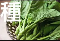 Wilawan Chanthala様 リクエスト 2点 まとめ商品