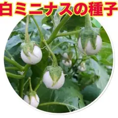 ゆうパパ様 リクエスト 2点 まとめ商品