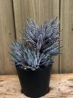 ハオルチア 闇の森 葉挿し発根済み - メルカリ