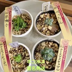 2025年最新】ミックスベリアの人気アイテム - メルカリ