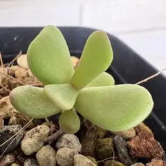 2025年最新】ケラリアピグマエアの人気アイテム - メルカリ