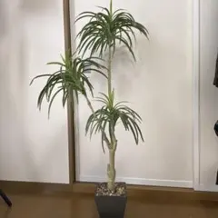 徳島 引き取り限定 ドラセナ コンパクタ 大型 観葉植物 - メルカリ
