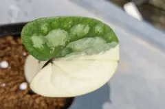 山野草 色丹島固有種 カタオカソウ 12R - メルカリ