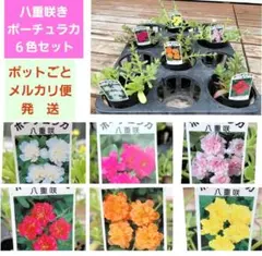 ポットごと発送】赤×3ポット 八重咲き ポーチュラカ - メルカリ