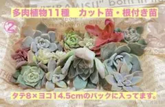 ②多肉植物11種　カット苗・根付き苗　寄せ植え　多肉弁当