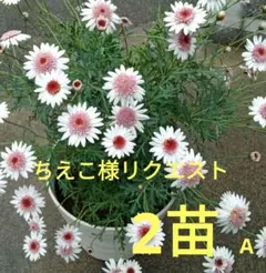 ちぇこ様 リクエスト 2点 まとめ商品