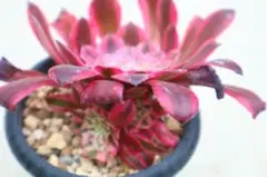 コーニッシュトリビュート アエオニウム 抜き苗 多肉植物 - メルカリ