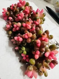 SALE！多肉植物　サンゴジュ錦　斑入り 40本 前後　大&小苗 抜き苗 大量