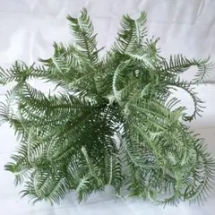 Calm Beach様 リクエスト 2点 まとめ商品