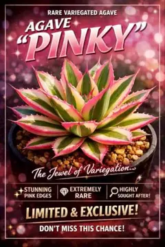 激レア ピンキー アガベポスター 　額入り！　塊根植物・多肉植物　男前インテリアのサムネイル