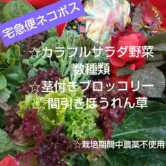 ☆カラフルサラダ野菜他☆新鮮お野菜詰め合わせセット☆ネコポスいっぱい