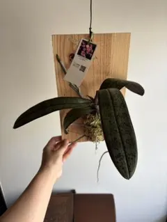 原種蘭　ファレノプシス　シレリアナ　自然種　ルソン島産　3個セット　11 原種蘭 ファレノプシス シレリアナ 自然種 ルソン島産 3個セット