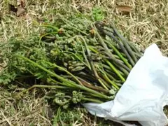 マッキー様専用　わらび2キロ