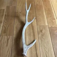 鹿　角