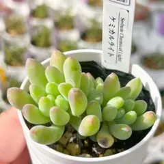 OZ様 リクエスト 3点 まとめ商品