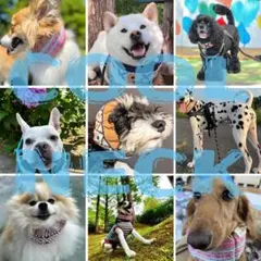 犬用クールネック　【ピンクＭ SIZE】熱中症対策グッズ