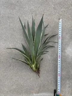 2025年最新】ハクセンコウの人気アイテム - メルカリ