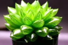 2241 トランシェンス プリンスアルバート多肉植物 ハオルチア アロエのサムネイル