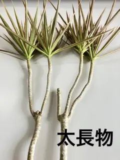 イガリ様 リクエスト 2点 まとめ商品