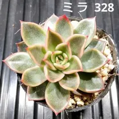 ミラ 328 エケベリア 多肉植物 抜き苗