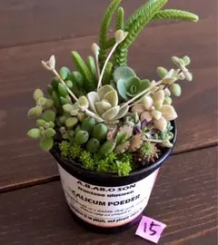 15 そのまま飾れます❤️ カラフル　紅葉　多肉植物　寄せ植え　育て方メモつき