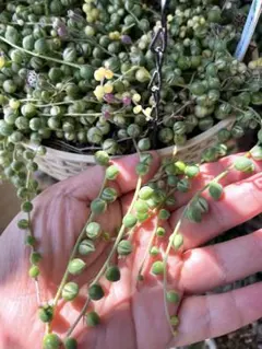 多肉植物 斑入りグリーンネックレス 5カット❣️