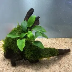 【メルカリ便】良型！南米ウィローモス活着アヌビアスプチ付き流木　31cm ②水草流木 アヌビアスナナプチ 南米ウィローモス - メルカリ