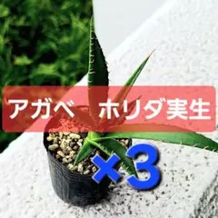メルカリ便発送☆多肉植物アロエ PH-BLACKの種子10粒 多肉植物 アエオニウム アエオニウム属 ブラックガーネット 群生