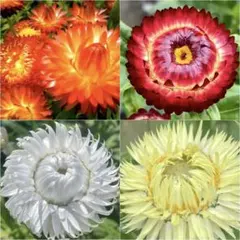 くろポチ様 リクエスト 3点 まとめ商品