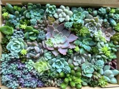多肉植物 寄せ植え カット苗d 7/3出品のサムネイル