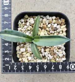 2025年最新】アガベ アメリカーナ・エクスパンサの人気アイテム - メルカリ