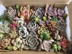 多肉植物　寄せ植えセット　詰め合わせ　カット苗