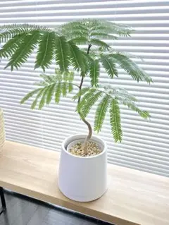 ◼️陶器植木鉢◼️５号鉢　鉢カバー　観葉植物