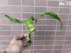 No.13 ヤマサキカズラ水上葉☘️のサムネイル