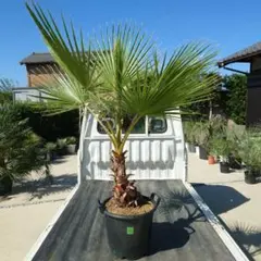 ワシントンヤシ　ゆうゆうメルカリ便発送 ゆうゆうメルカリ便｜メルカリびより【公式サイト】