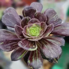 アエオニウム 多肉植物 レア ブードゥー ブラックシルキー 約16cm 抜き