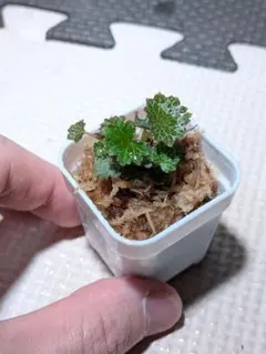 2026年最新】極姫ユキノシタの人気アイテム - メルカリ