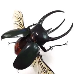 コーカサスオオカブト いきもの大図鑑アドバンス　オンライン版　新品未開封