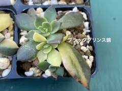 2026年最新】ブラックプリンス錦の人気アイテム - メルカリ