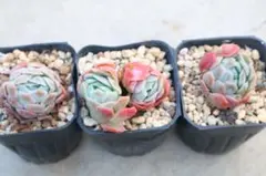 エケベリア・クリームベリー3点セット