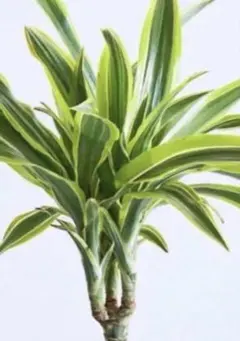 989Monstera Lemon Lime モンステラ レモンライム TC株 - メルカリ