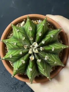 【速達付】あおたん様 リクエスト 3点 まとめ商品