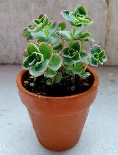 ✡斑入りミセバヤ カット苗 多肉植物 ✡斑入りミセバヤ カット苗 多肉植物 【公式通販】