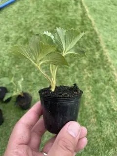 ジャンボまんぷくいちご2号 いちご苗　5株セット