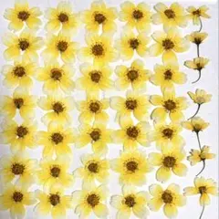 押し花素材、ウインターコスモス。